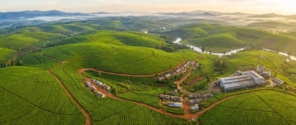 Monabarie Tea Estate